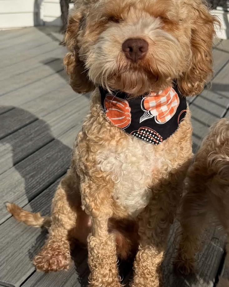 Enlarge Whiskey, a Adoptable Cockapoo in Richmond, KY image 3/3