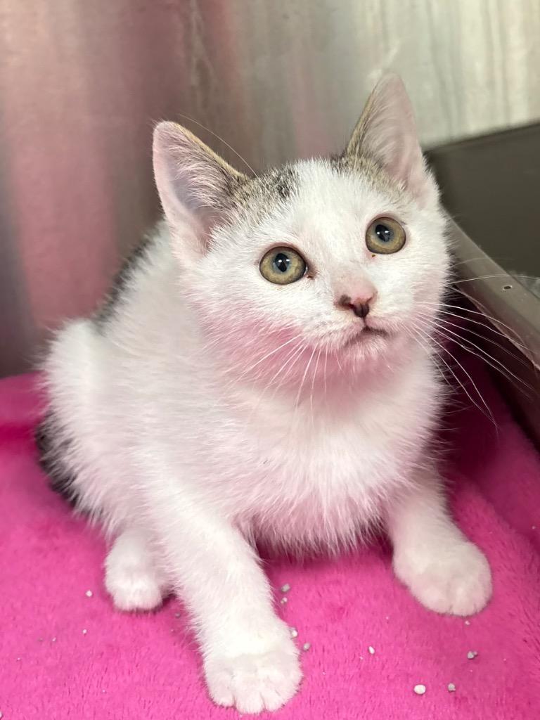 Enlarge Harriet, a Adoptable mixed breed in Greeneville, TN image 2/2
