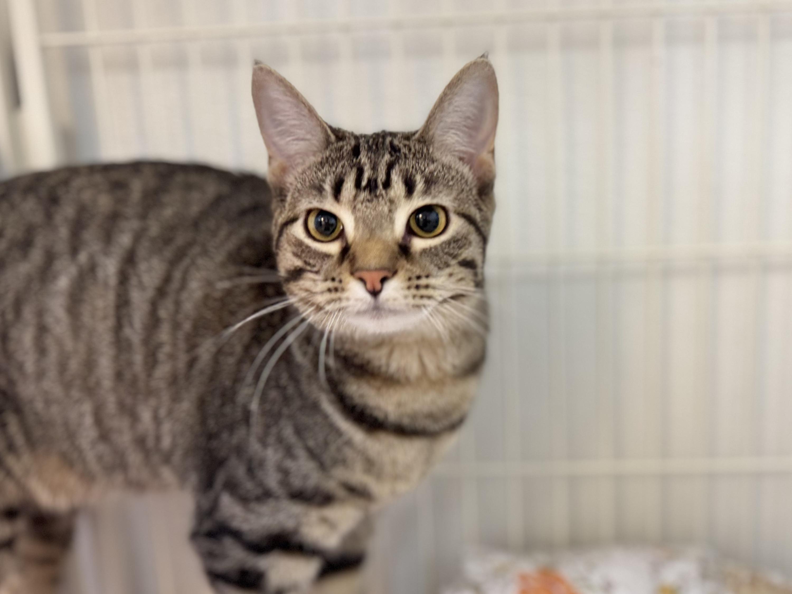 Enlarge Piper, a Adoptable Domestic Short Hair in Decatur, IL image 3/3