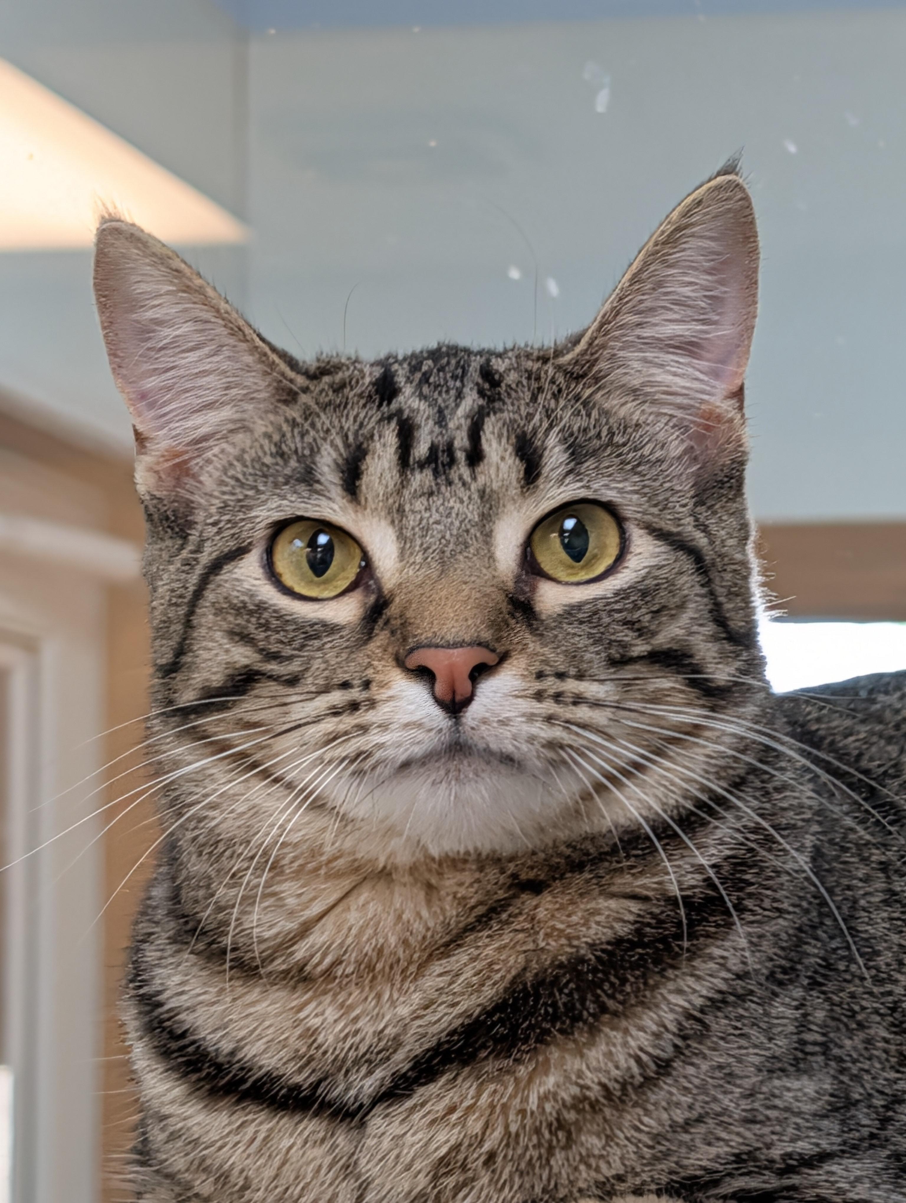 Piper, Adoptable, Young Female Domestic Short Hair.