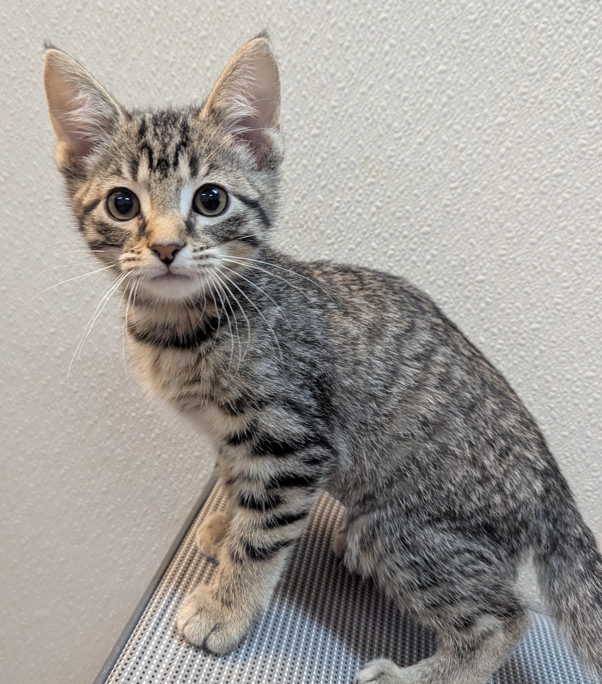 Enlarge Piper, a Adoptable Domestic Short Hair in Decatur, IL image 1/1