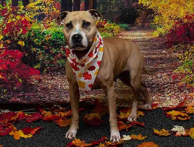 Enlarge Beauty, a Adoptable mixed breed in Sanford, FL image 2/2