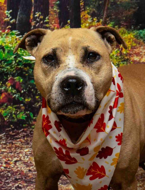 Enlarge Beauty, a Adoptable mixed breed in Sanford, FL image 1/2