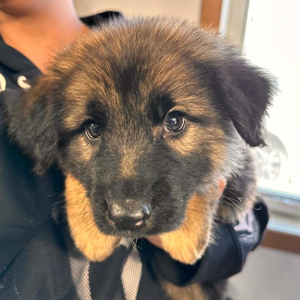 Denahi, Adoptable, Puppy Male German Shepherd Dog & Mixed Breed.