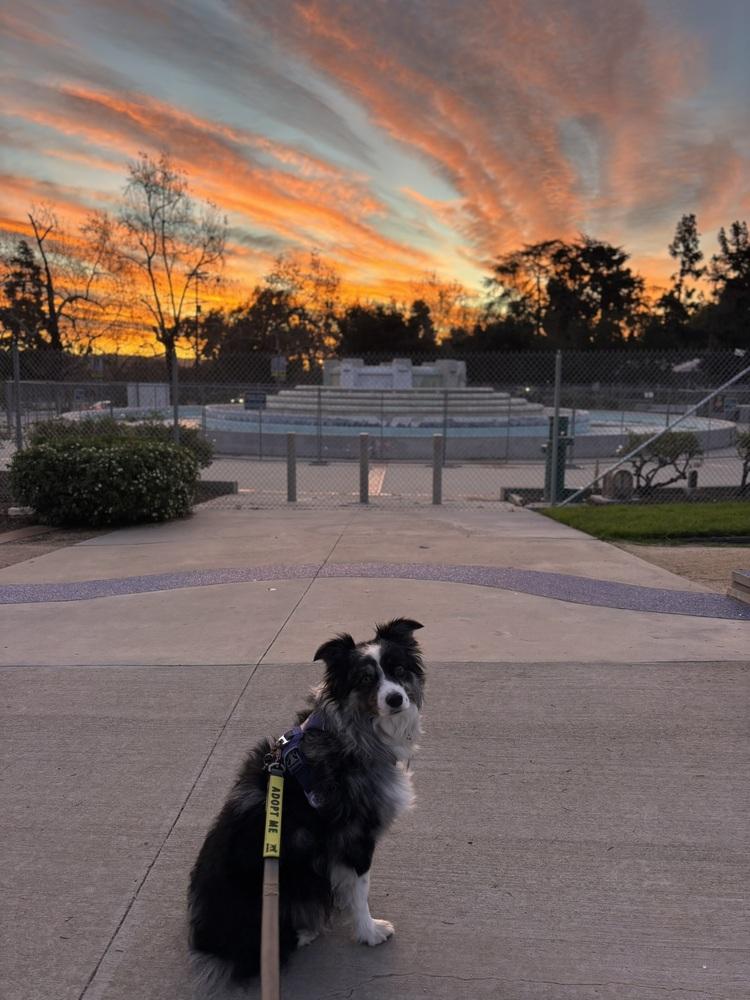 Fig CA, Adoptable, Adult Female Australian Shepherd.