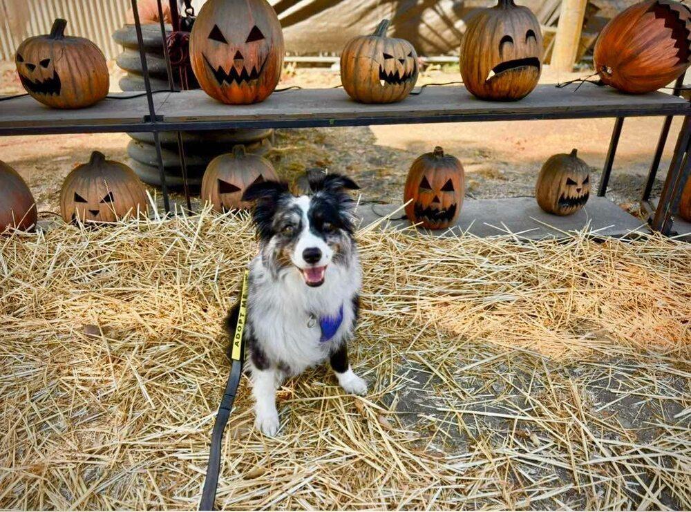 Fig CA, Adoptable, Adult Female Australian Shepherd.