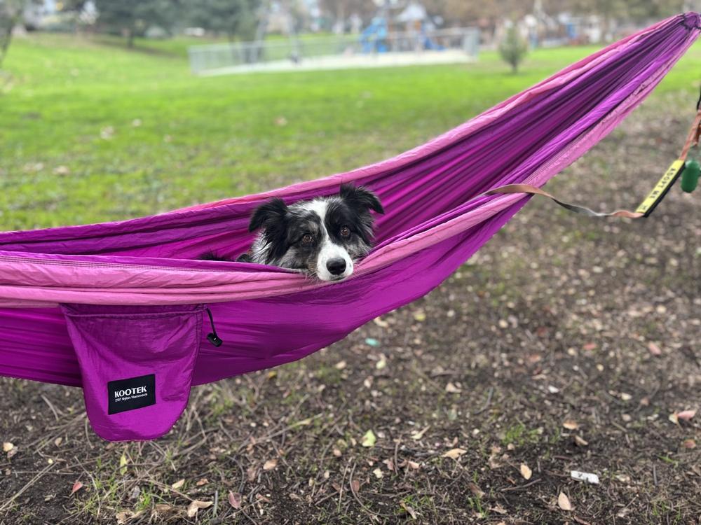 Enlarge Fig CA, a Adoptable Australian Shepherd in Ontario, CA image 2/6