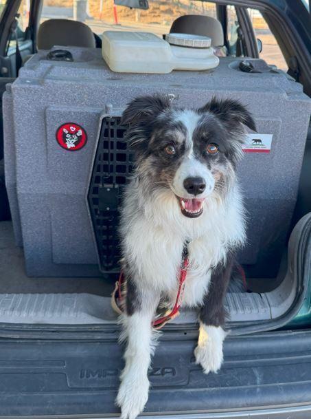 Fig CA, a Adoptable Australian Shepherd in Ontario, CA image 2/6
