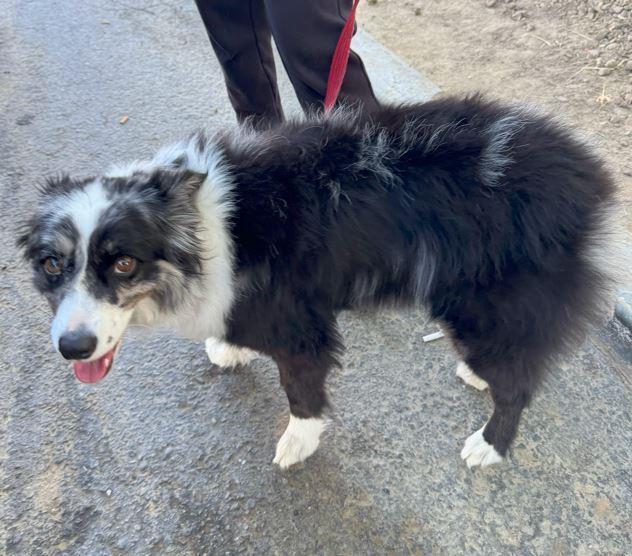 Fig CA, a Adoptable Australian Shepherd in Ontario, CA image 3/6