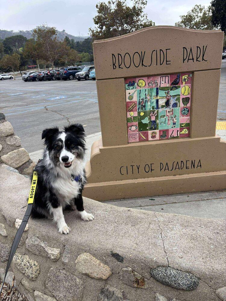 Fig CA, a Adoptable Australian Shepherd in Ontario, CA image 1/3
