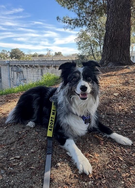 Enlarge Fig CA, a Adoptable Australian Shepherd in Ontario, CA image 4/6