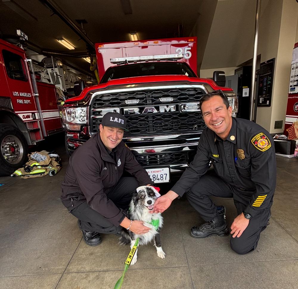 Enlarge Fig CA, a Adoptable Australian Shepherd in Ontario, CA image 5/6