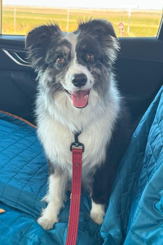 Fig CA, a Adoptable Australian Shepherd in Ontario, CA image 2/3