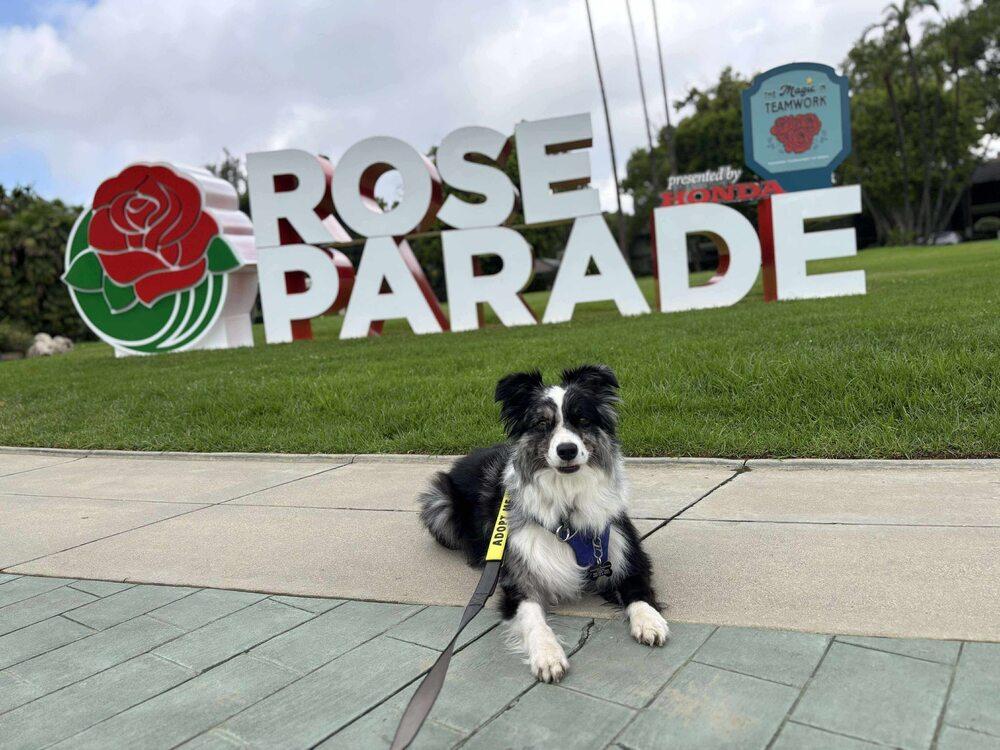 Fig CA, a Adoptable Australian Shepherd in Ontario, CA image 3/3