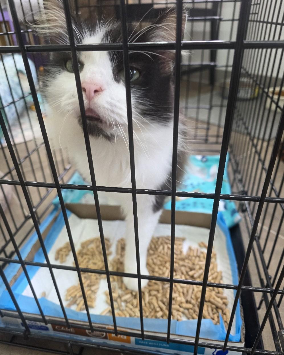 River, adopted, Adult Male Domestic Short Hair.