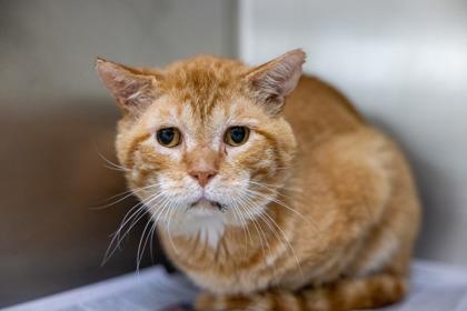 Pike, Adoptable, Adult Male Domestic Short Hair & Domestic Short Hair.