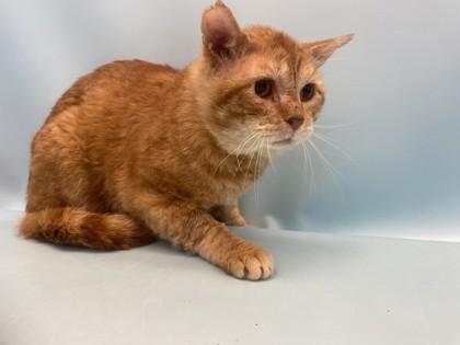Pike, a Adoptable mixed breed in Golden Valley, MN image 2/3