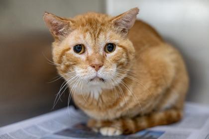 Pike, a Adoptable mixed breed in Golden Valley, MN image 3/3