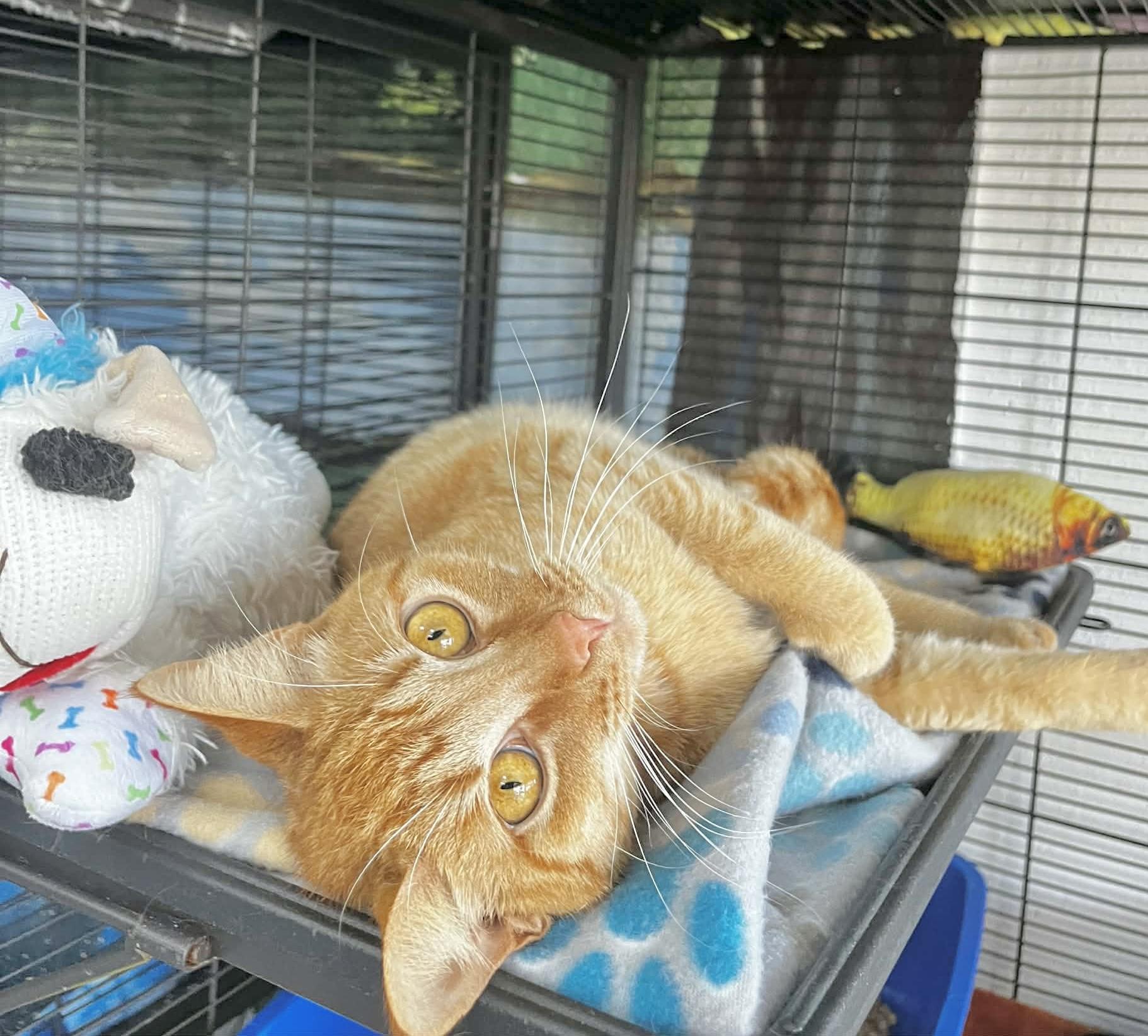 Cheddar, an adopted Tabby in Tavares, FL image 2/2