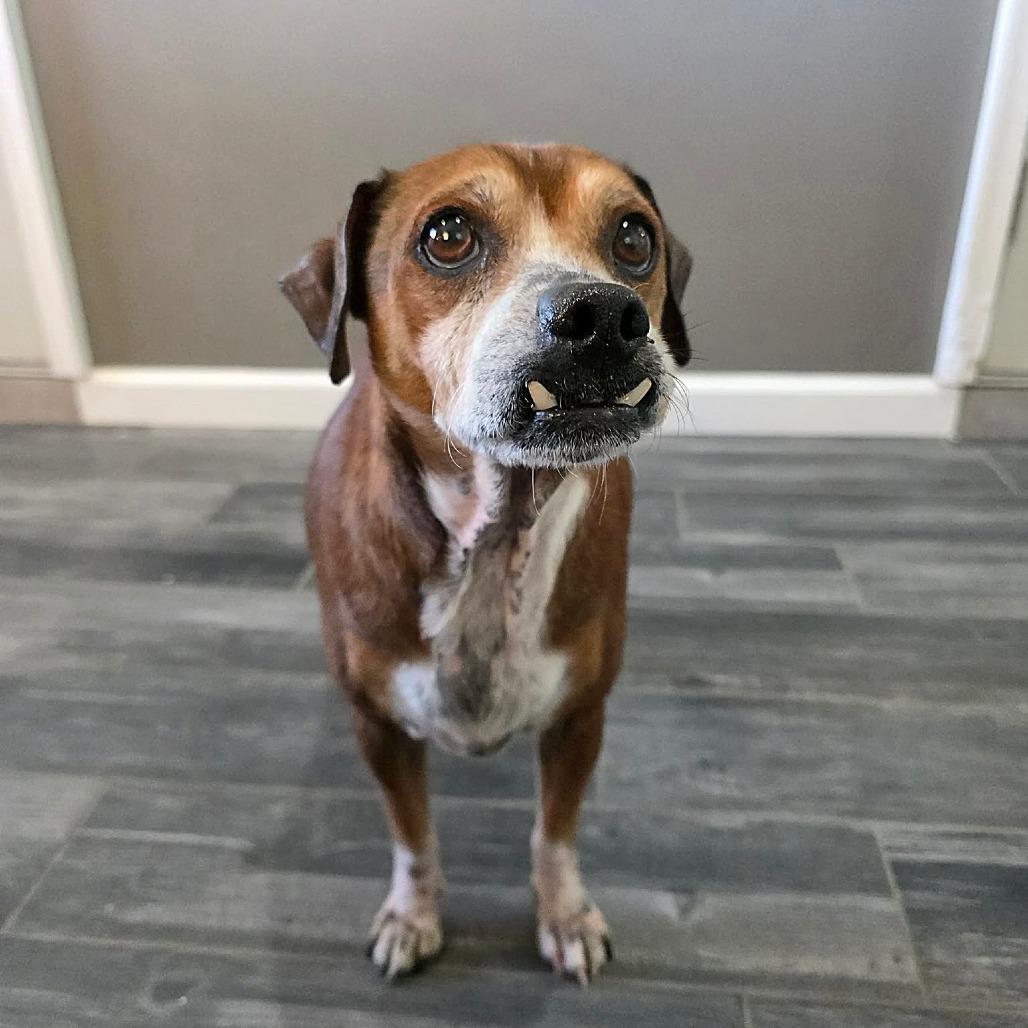 Rune, Adoptable, Senior Male Beagle.