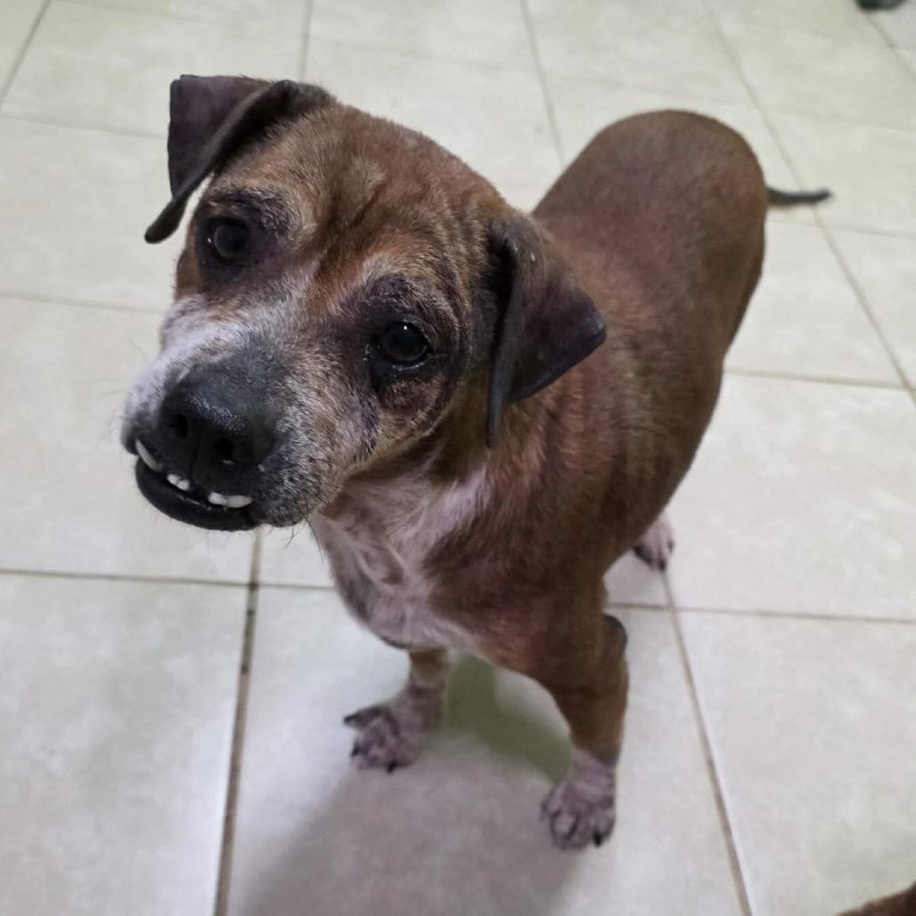 Rune, Adoptable, Senior Male Beagle.