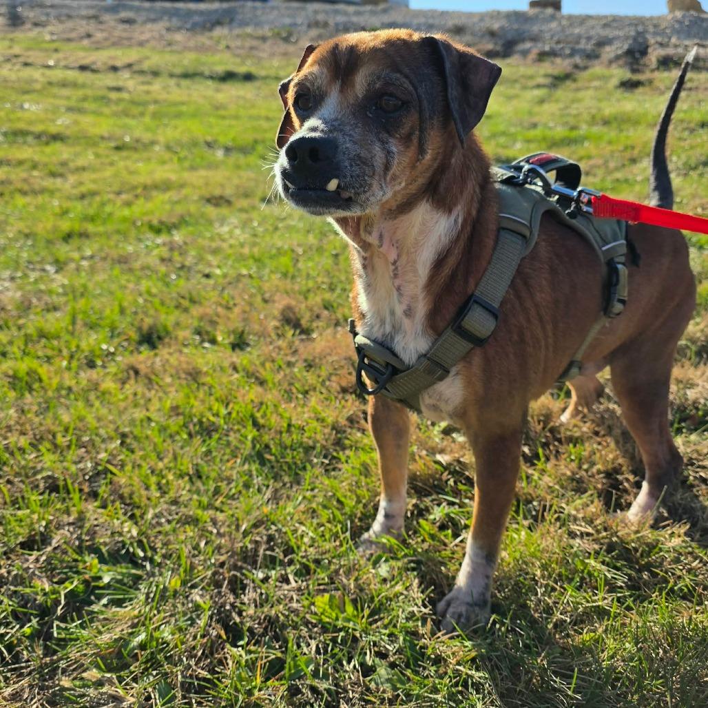 Enlarge Rune, a Adoptable Beagle in Jackson, MO image 2/3