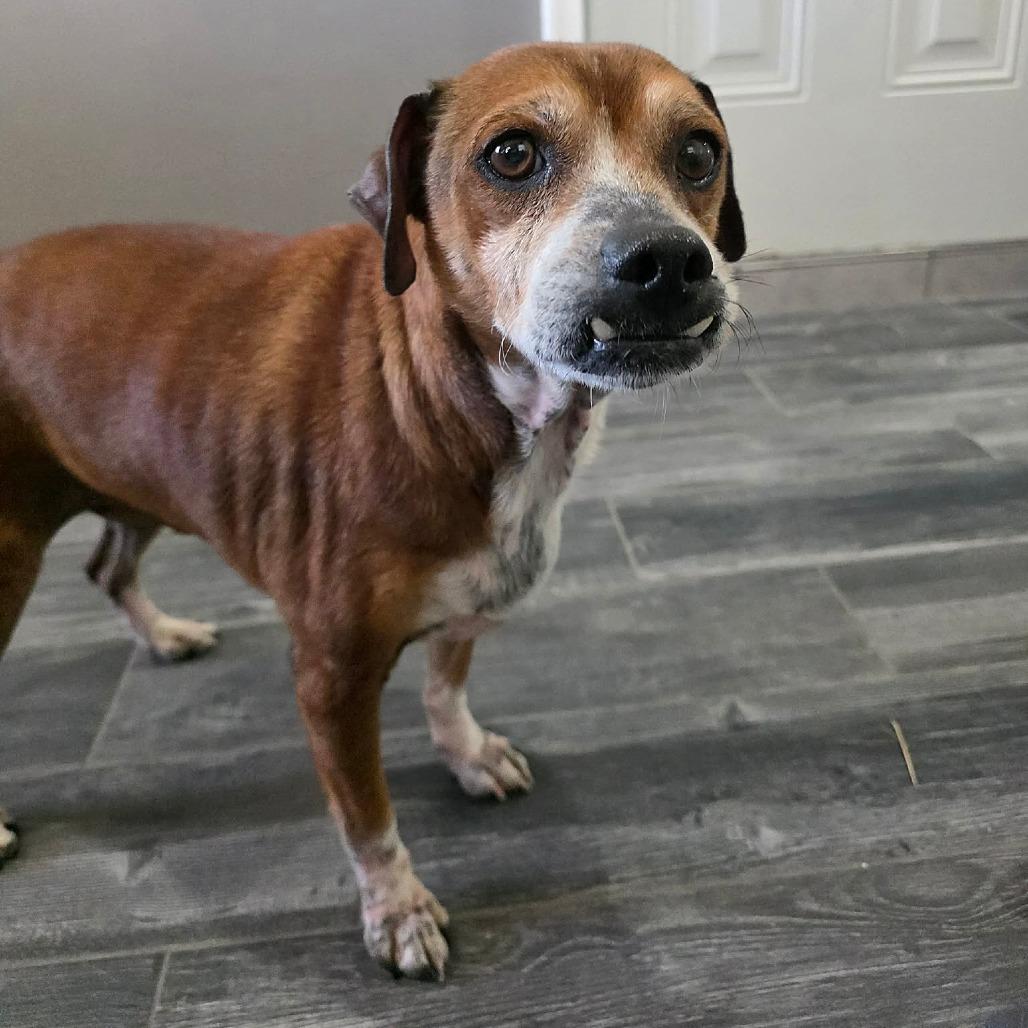 Enlarge Rune, a Adoptable Beagle in Jackson, MO image 5/6
