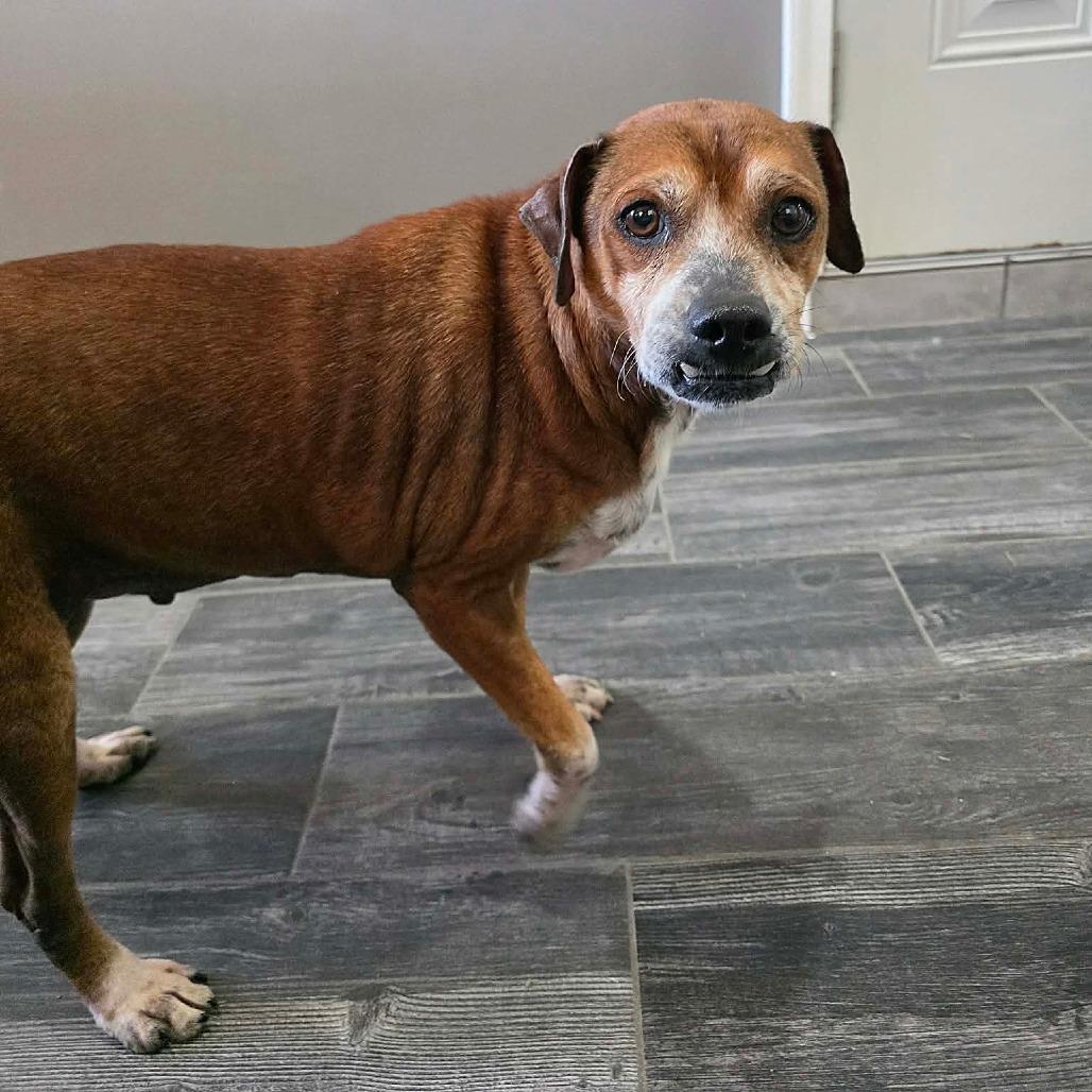 Enlarge Rune, a Adoptable Beagle in Jackson, MO image 6/6