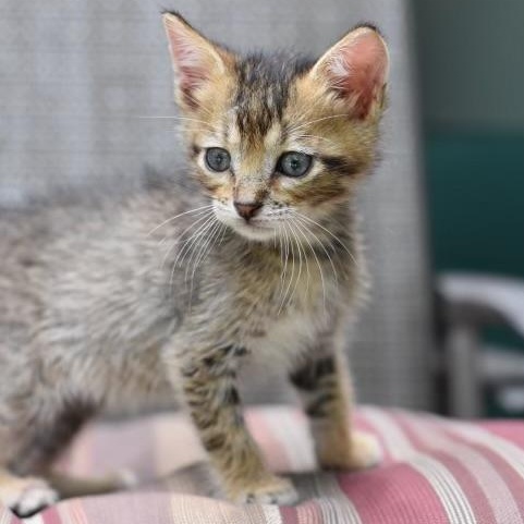 Taylor, adopted, Kitten Male American Shorthair.