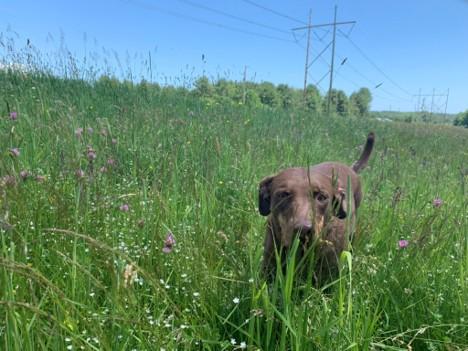 Nahla - ME, a ADOPTABLE Catahoula Leopard Dog in Durham, ME image 4/6