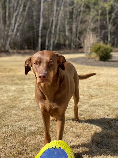 Nahla - ME, ADOPTABLE, Adult Female Catahoula Leopard Dog.