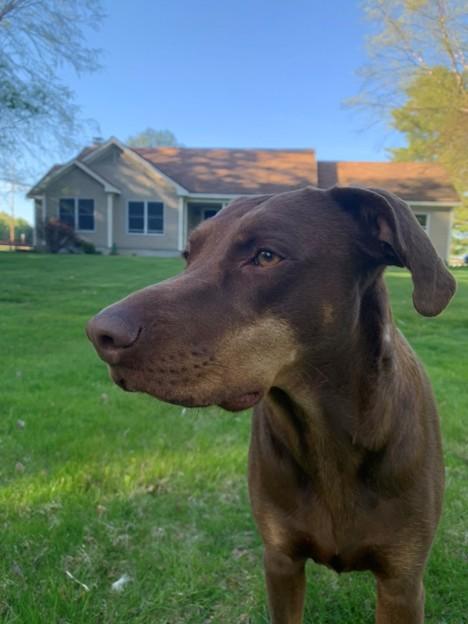 Nahla - ME, a ADOPTABLE Catahoula Leopard Dog in Durham, ME image 3/6