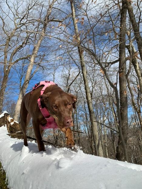 Nahla - ME, a ADOPTABLE Catahoula Leopard Dog in Durham, ME image 2/6
