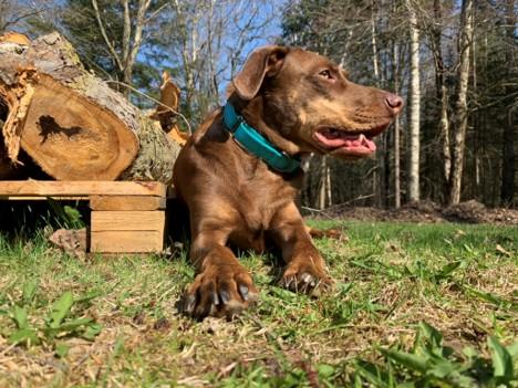 Nahla - ME, a ADOPTABLE Catahoula Leopard Dog in Durham, ME image 6/6