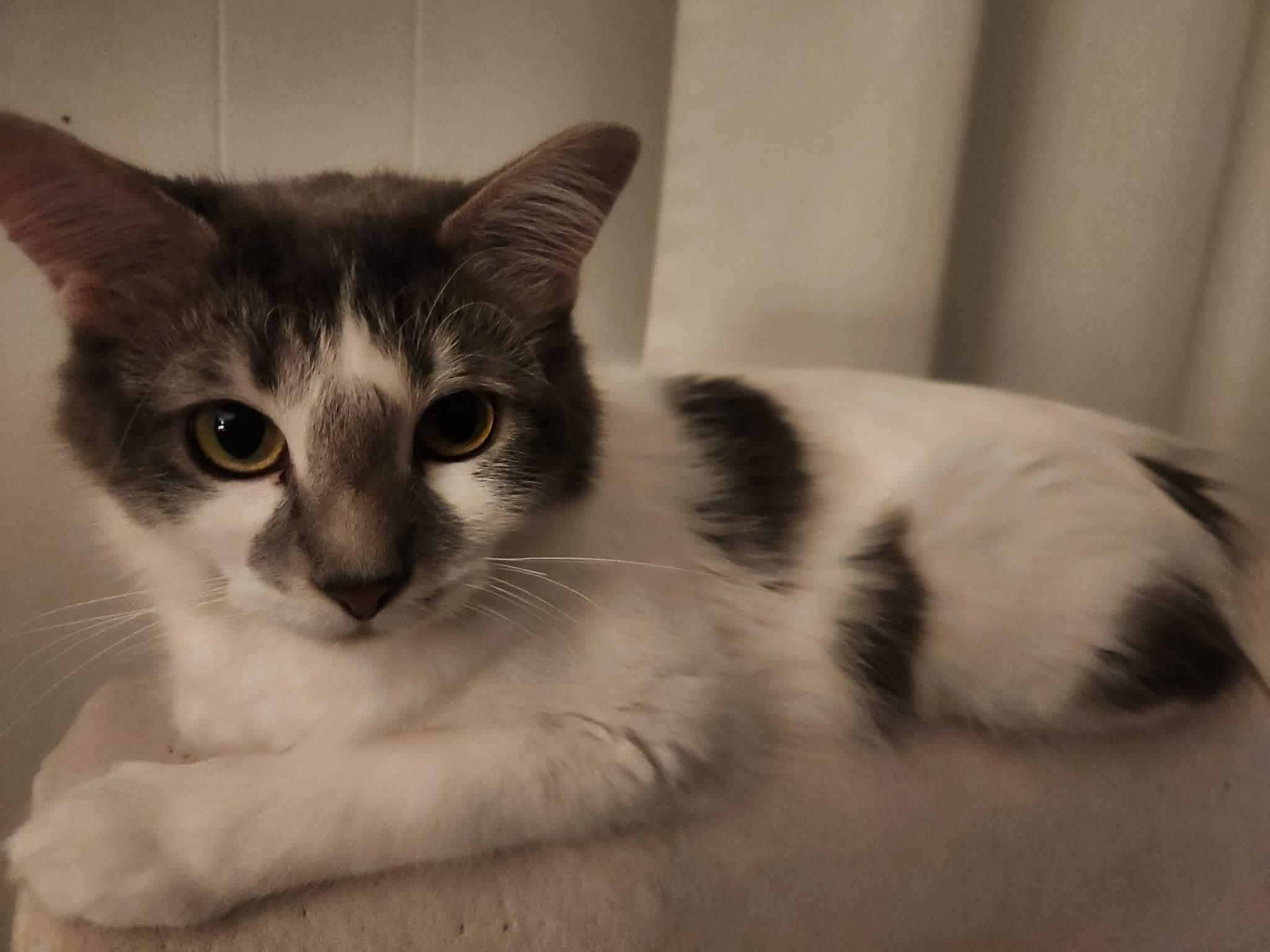 Clover, a ADOPTABLE Domestic Medium Hair in Price, UT image 2/3