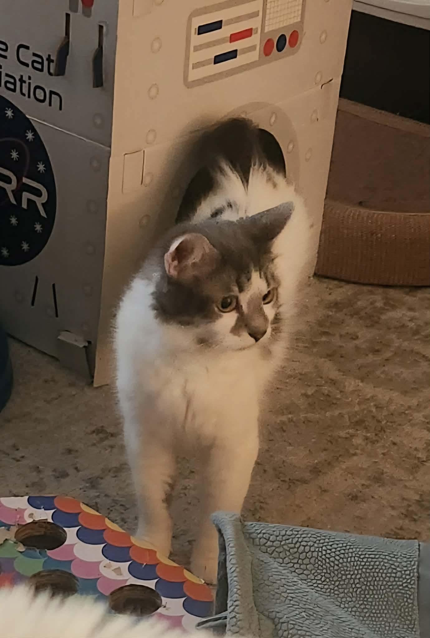 Clover, a ADOPTABLE Domestic Medium Hair in Price, UT image 3/3