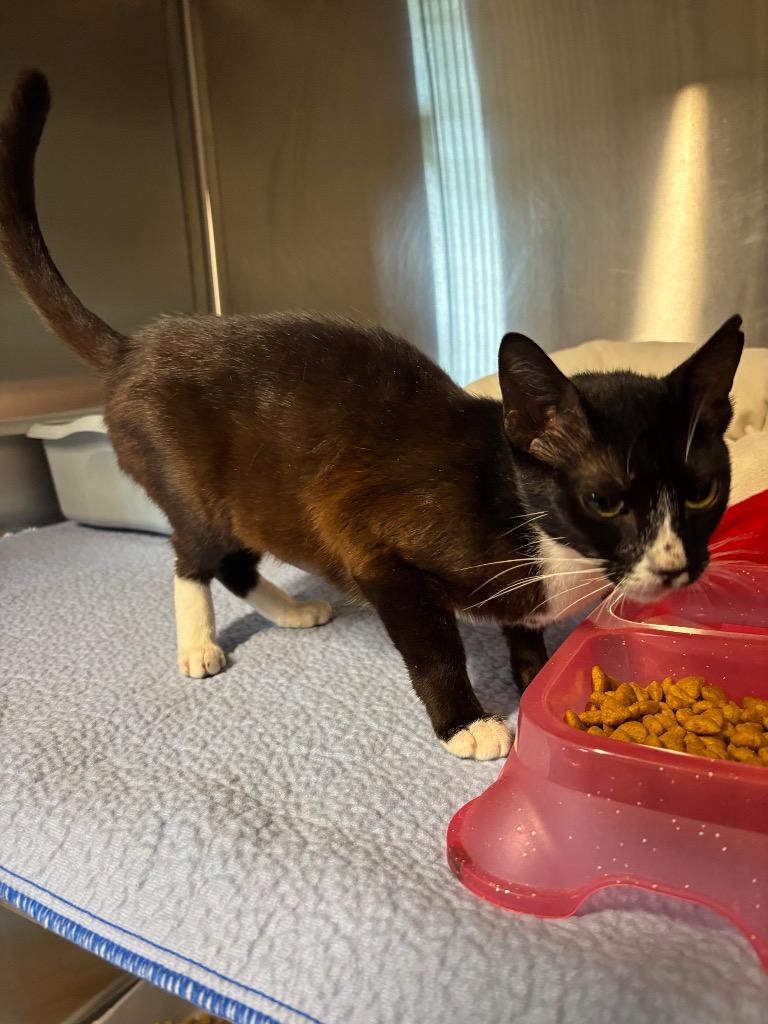 Enlarge Crouton, a Adoptable mixed breed in Metter, GA image 1/1