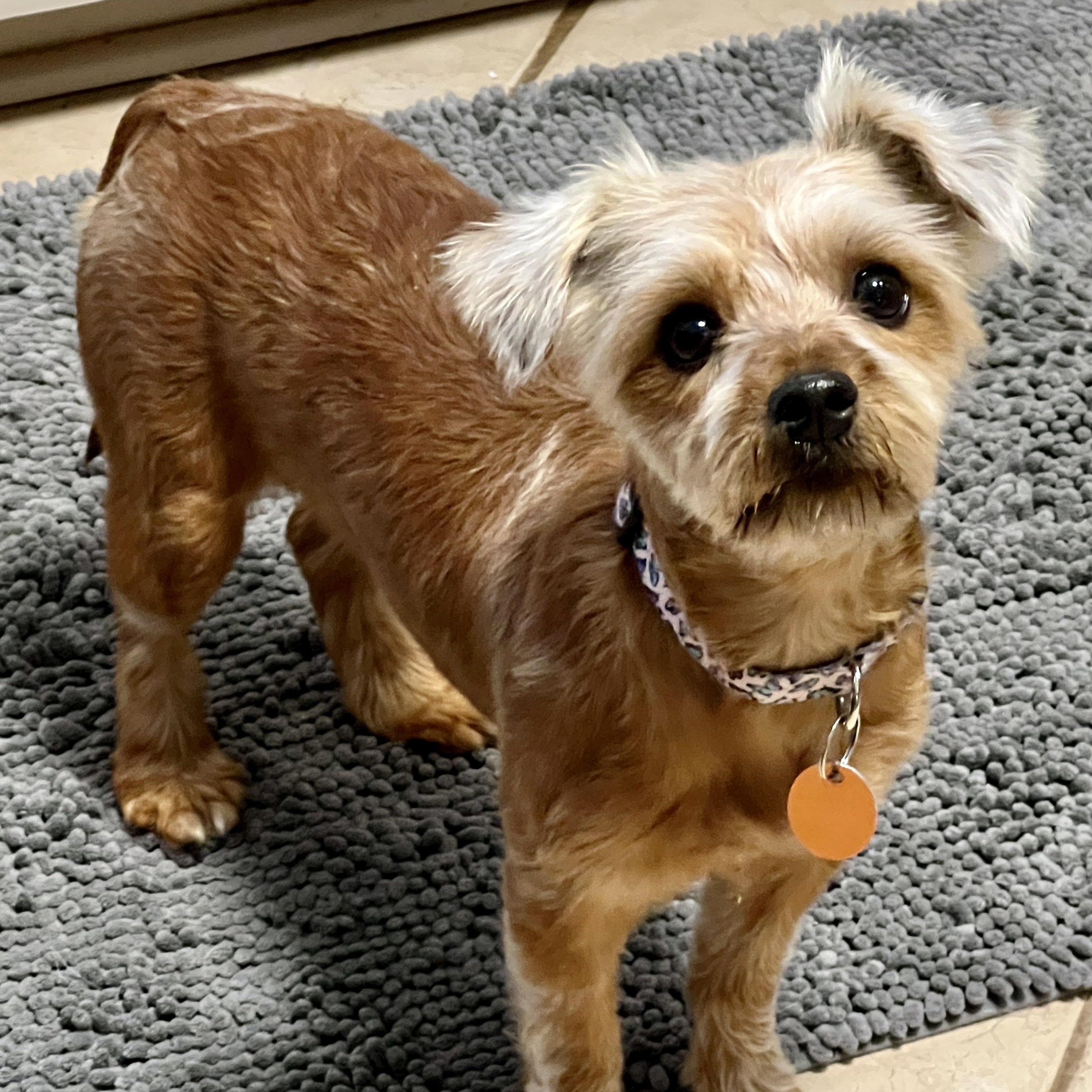 Enlarge Rosie, a Adoptable mixed breed in High Point, NC image 6/6