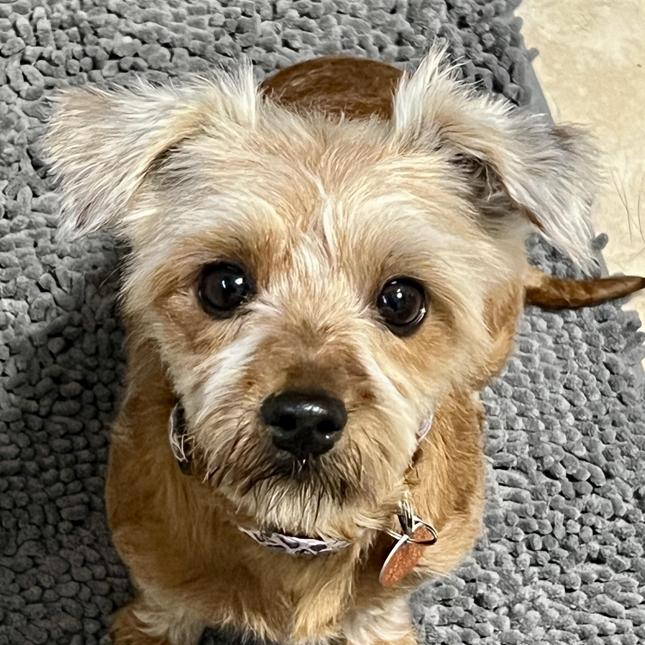 Enlarge Rosie, a Adoptable mixed breed in High Point, NC image 5/6