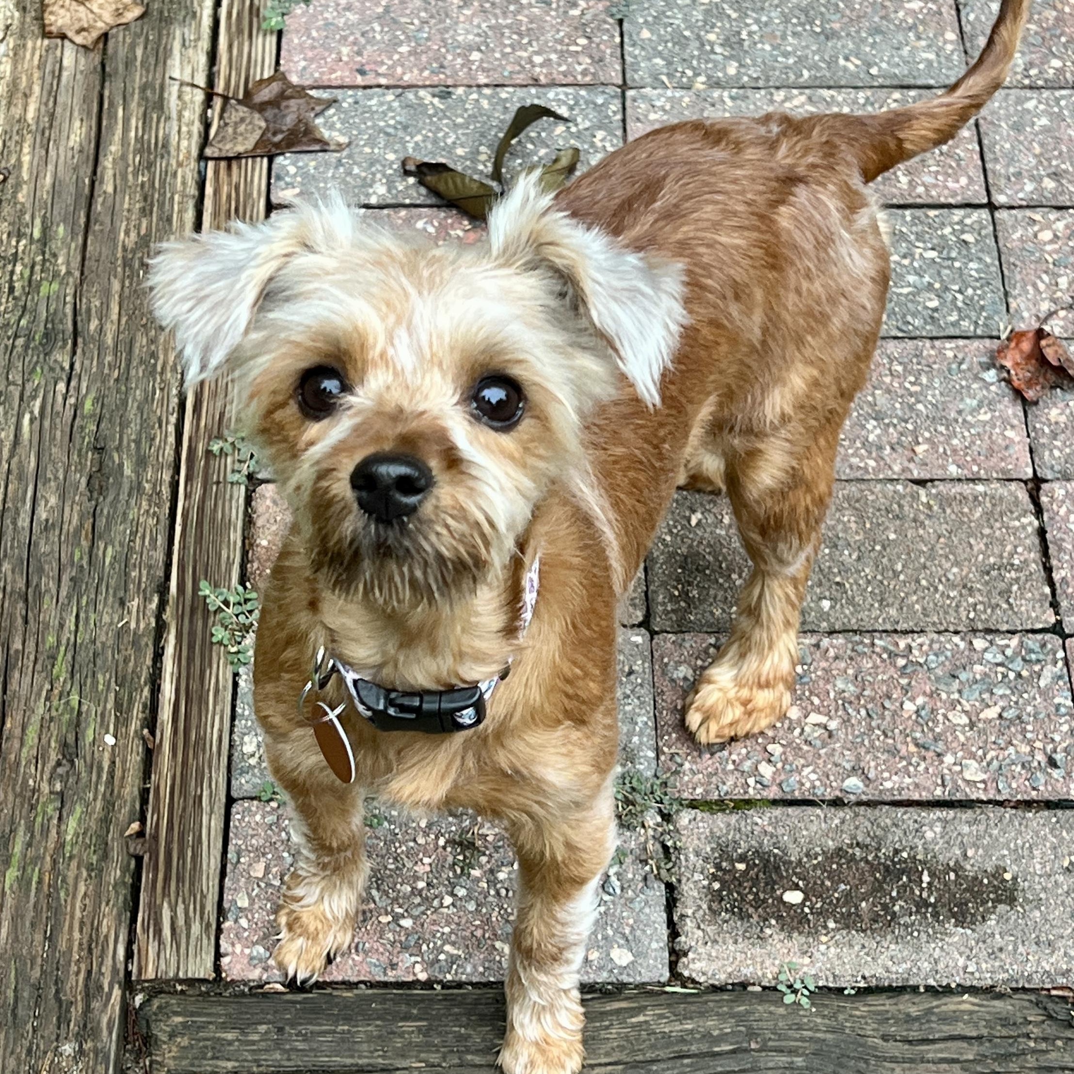 Enlarge Rosie, a Adoptable mixed breed in High Point, NC image 3/6