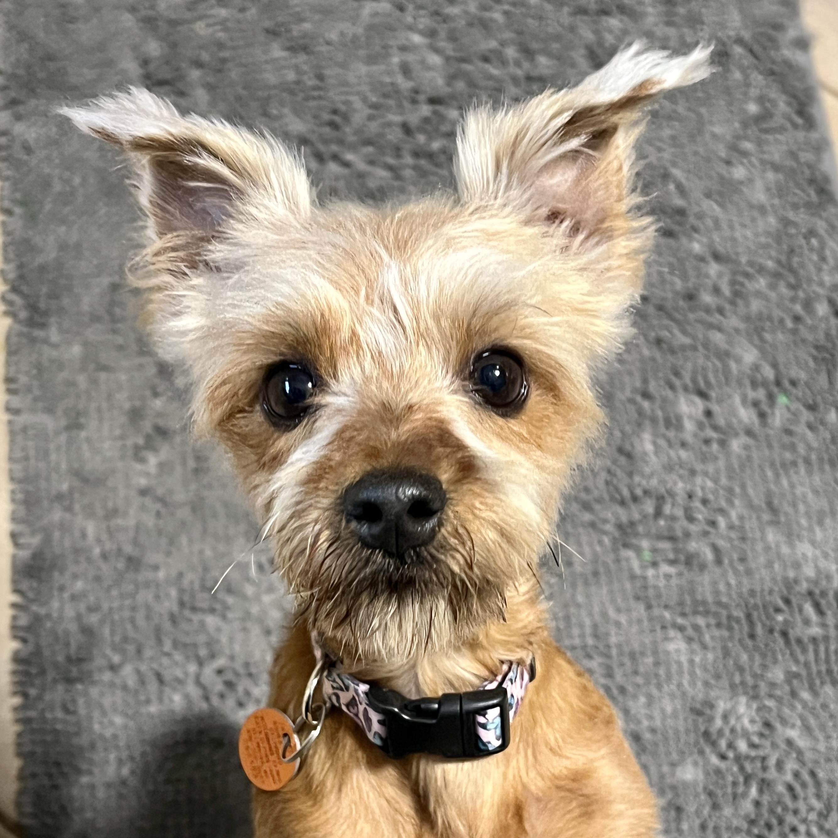 Enlarge Rosie, a Adoptable mixed breed in High Point, NC image 1/6