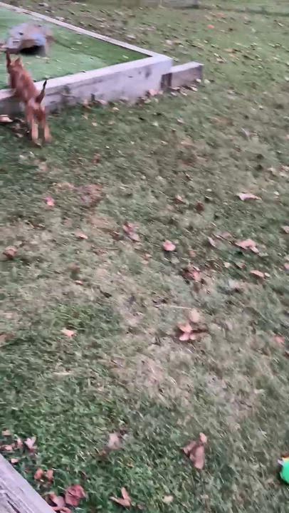 Enlarge Rosie, a Adopted mixed breed in High Point, NC video 6/6