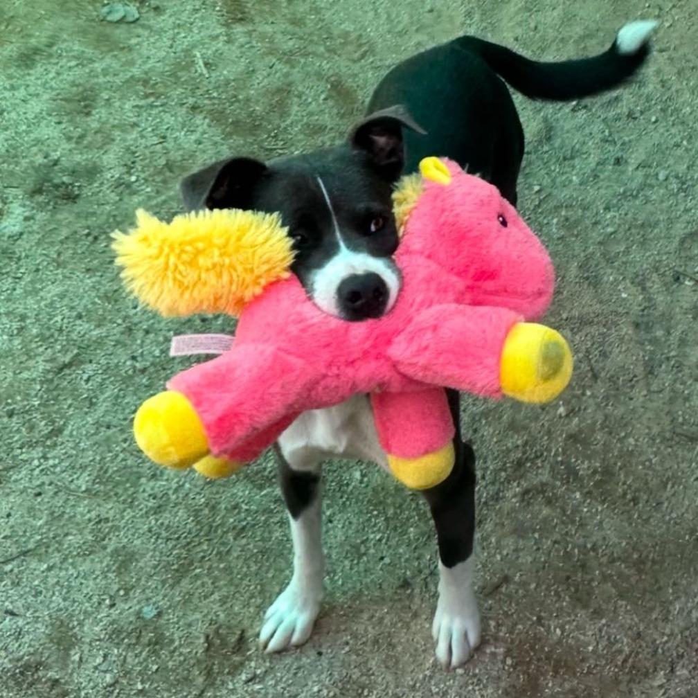 Enlarge Hailey, a Adoptable mixed breed in Tucson, AZ image 1/6