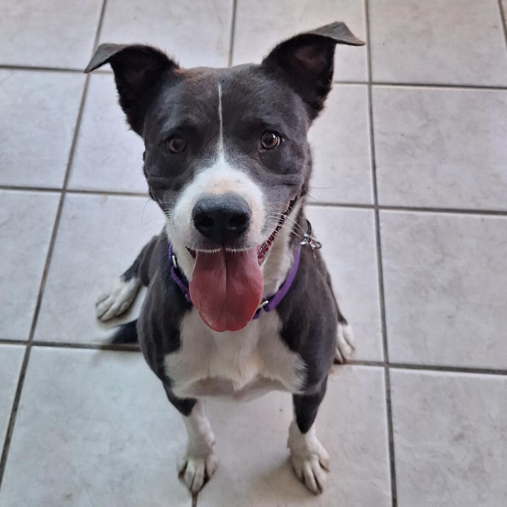 Enlarge Hailey, a Adoptable mixed breed in Tucson, AZ image 3/6