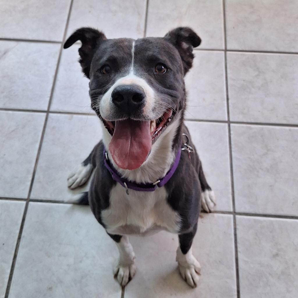 Enlarge Hailey, a Adoptable mixed breed in Tucson, AZ image 4/6