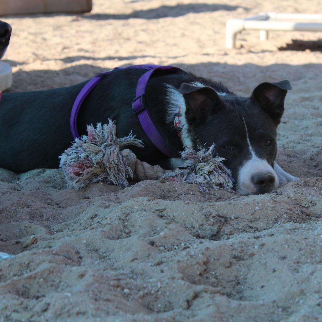 Enlarge Hailey, a Adoptable mixed breed in Tucson, AZ image 5/6