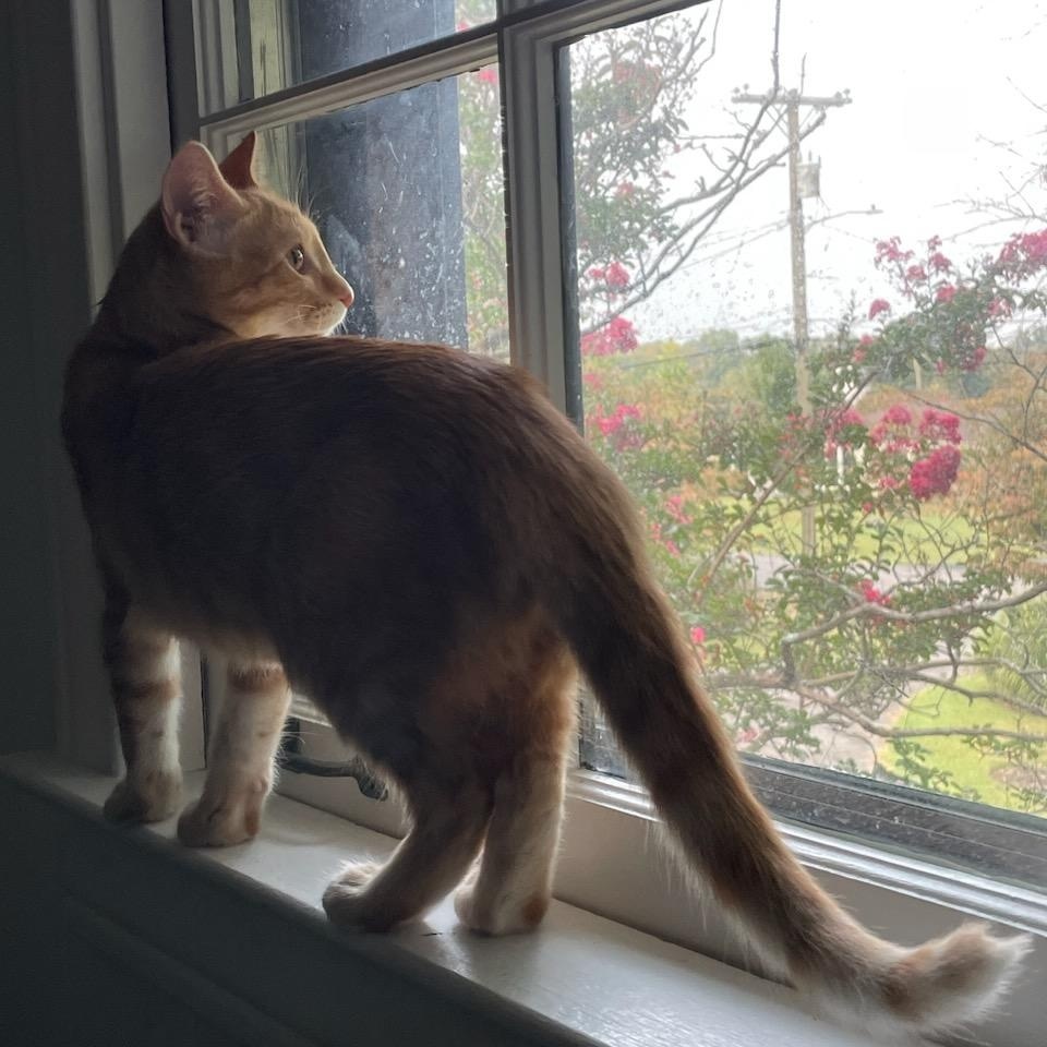 Celery, a Adopted Domestic Short Hair in Nashville, TN image 4/6