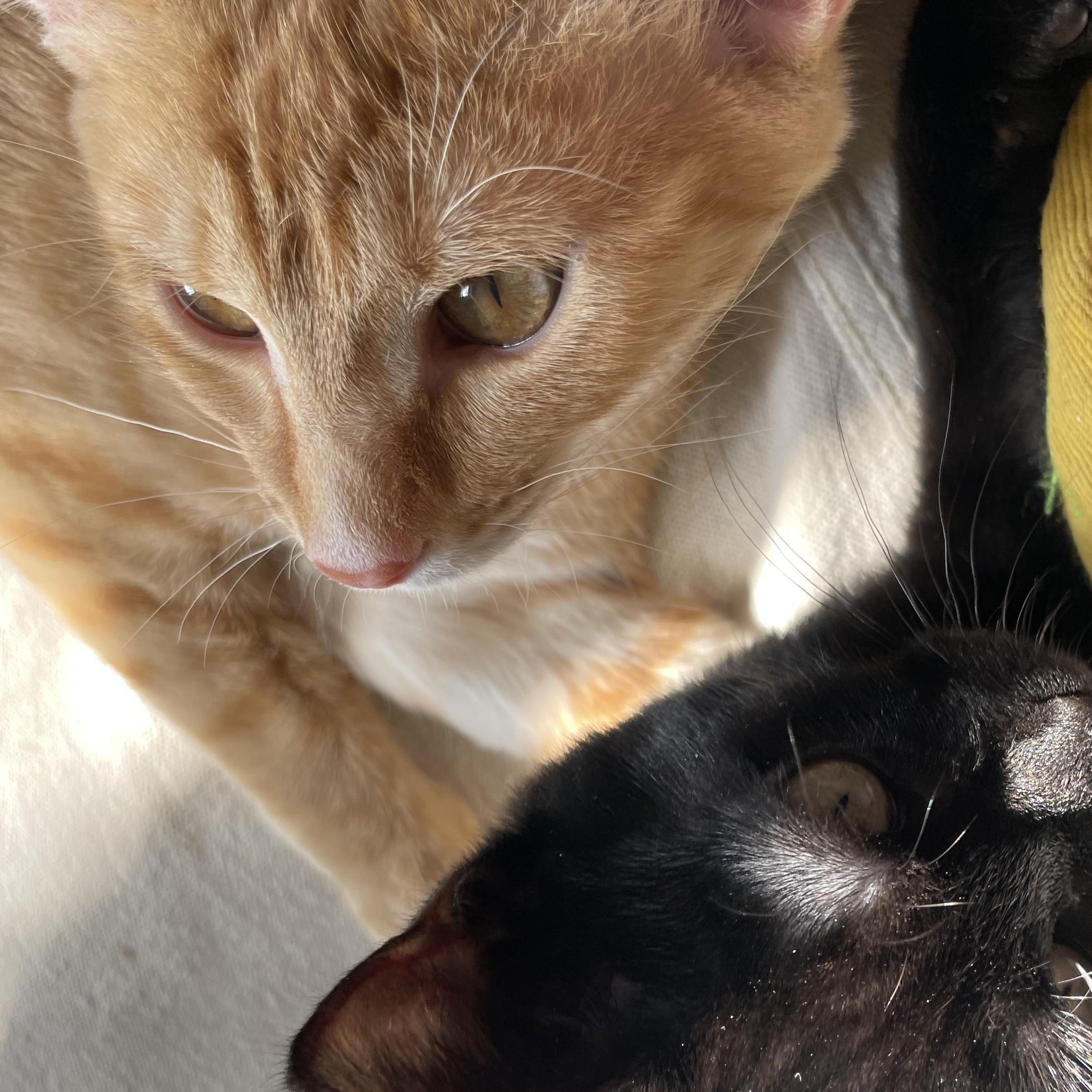 Celery, a Adopted Domestic Short Hair in Nashville, TN image 6/6