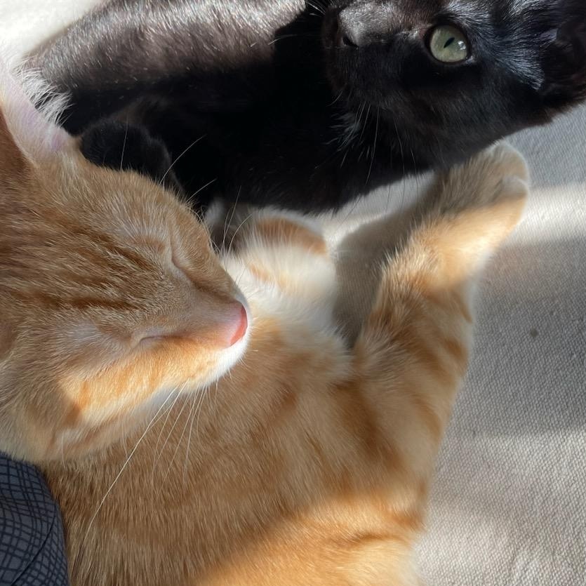 Celery, a Adopted Domestic Short Hair in Nashville, TN image 1/6