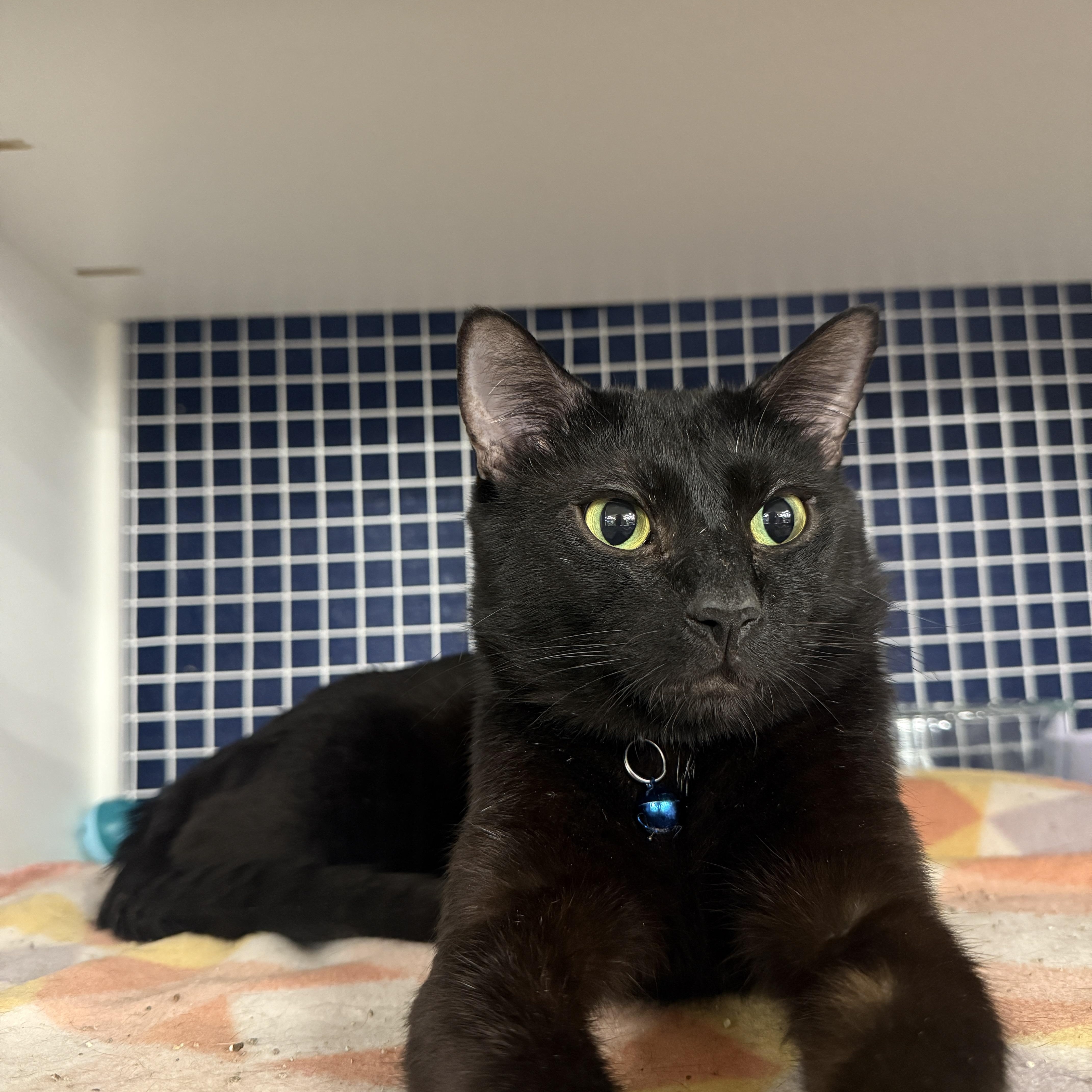 Enlarge Sidney, a Adoptable Domestic Short Hair in Oceanside, CA image 1/4